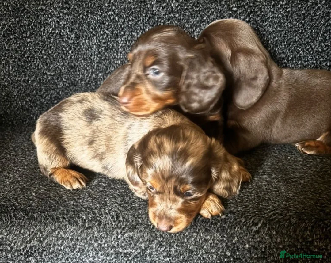 Miniature Dachshund dogs for sale: Rare Silver & Chocolate Dapple Miniature Dachshund in Seaton - Advert 8