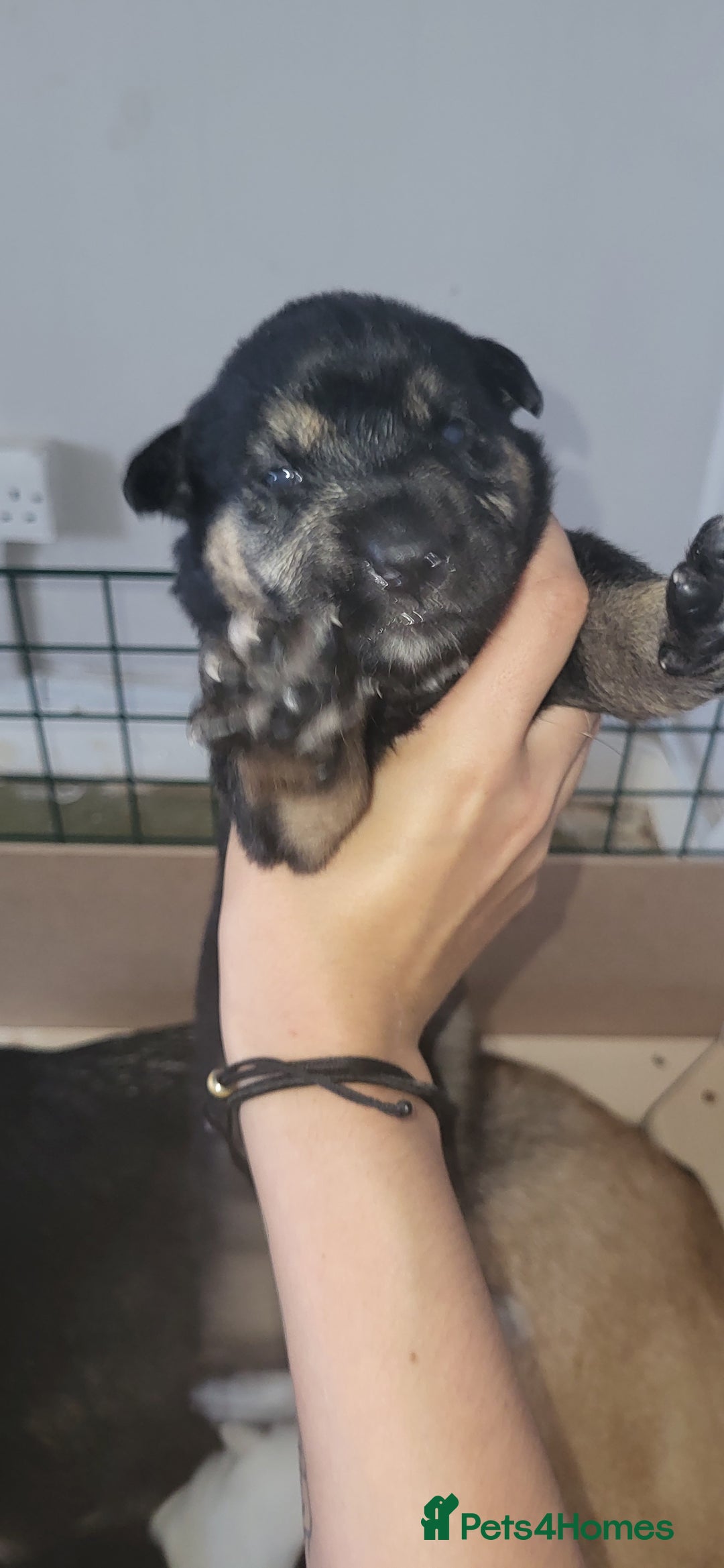 German Shepherd dogs for sale: 4 german shepherd puppy's available  - Image 3