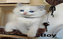 Ragdoll cats for sale: GCCF REGISTERED EUROPEAN LINE RAGDOLL KITTENS  - Image 14