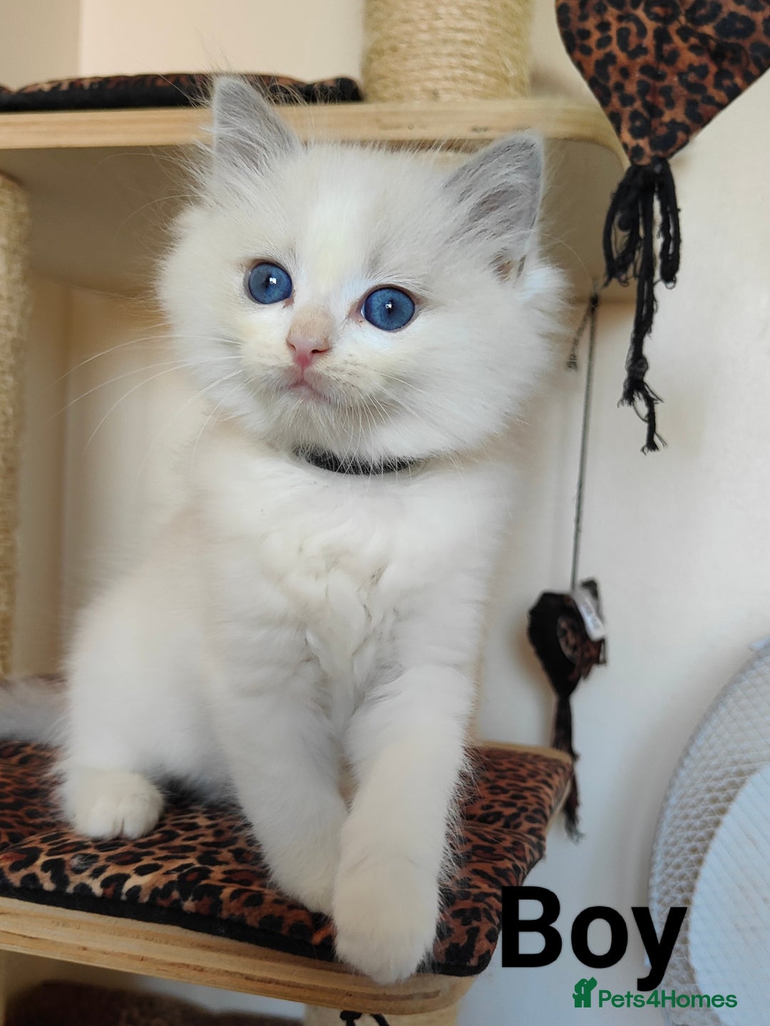 Ragdoll cats for sale: GCCF REGISTERED EUROPEAN LINE RAGDOLL KITTENS  - Image 14