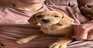 Hungarian Vizsla dogs - Advert 10