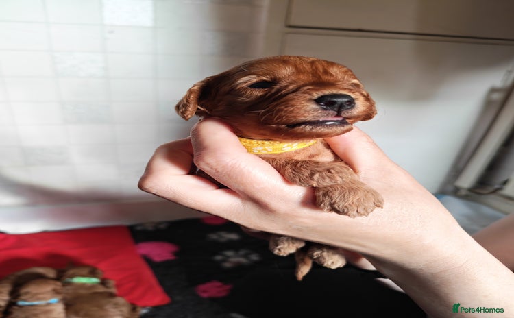 Cavapoo dogs - Advert 1