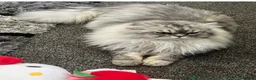 Persian cats for sale: Beautiful Persian chinchilla kittens available  - Advert 5