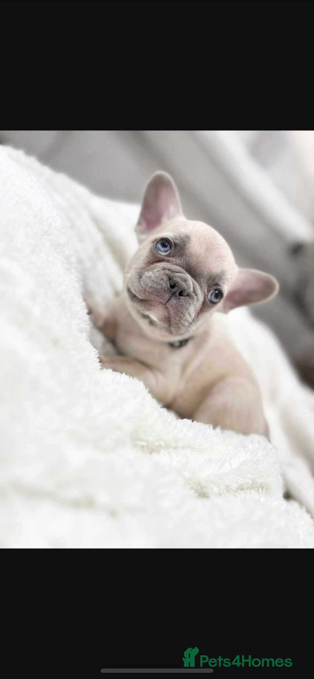 French Bulldog dogs for sale: French bulldog puppies  - Image 7