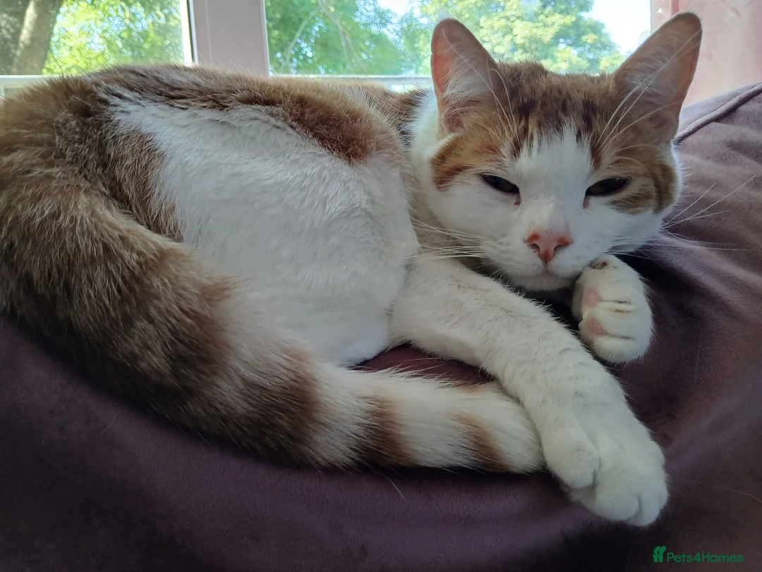 British Longhair cats for sale: Beautiful ginger girl - Advert 4