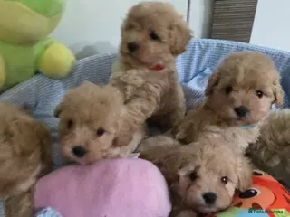 Maltipoo dogs Maltipoo F1 Toy - Advert 1