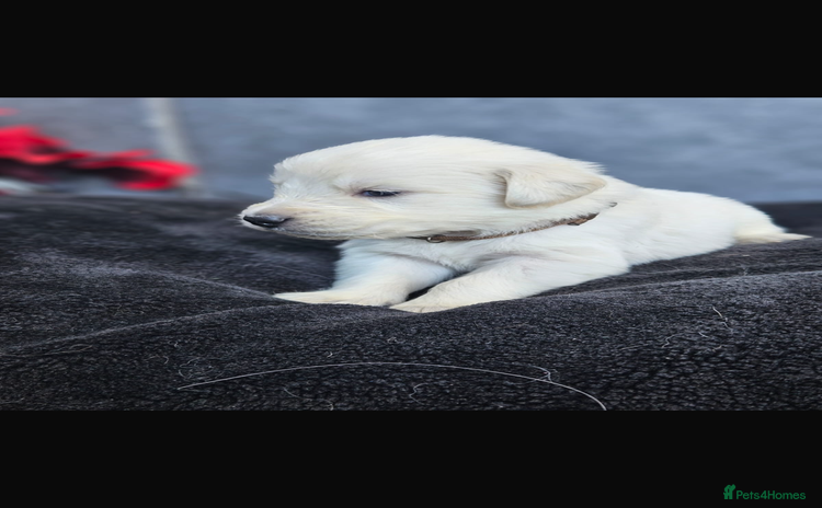 Golden Retriever dogs - Advert 3