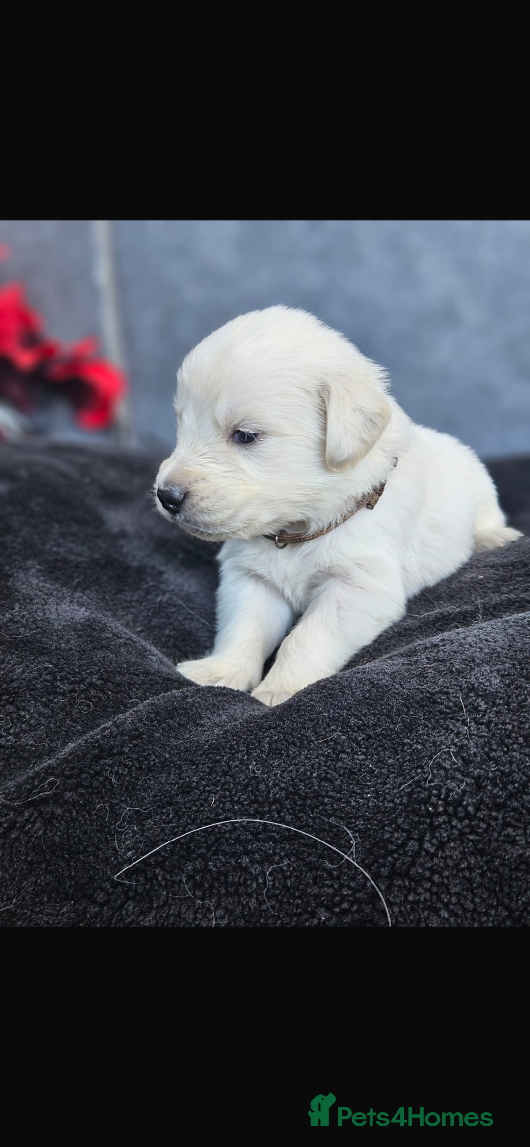 Golden Retriever dogs for sale: Gorgeous kc golden retrievers  - Image 2