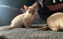Burmese cats for sale: Chocolate mink Generation Pedigree Tonkinese  - Image 1