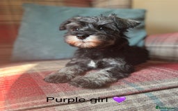 Miniature Schnauzer dogs for sale: KC Registered, health tested, puppies ready now!  - Image 5