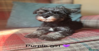 Miniature Schnauzer dogs - Advert 14