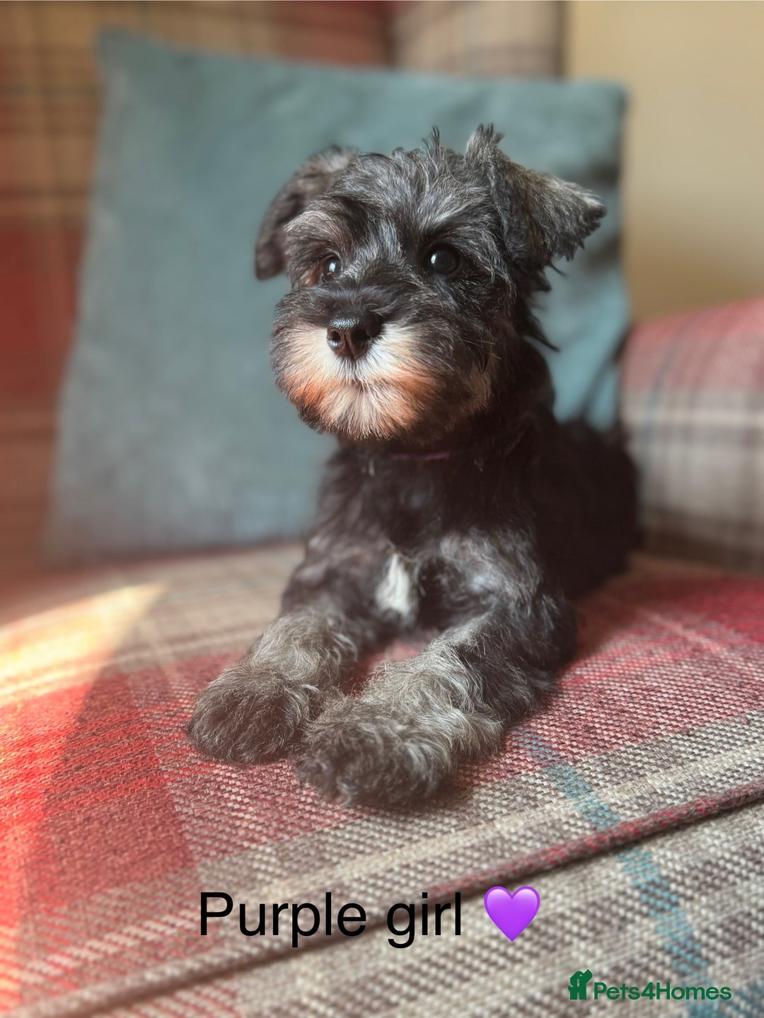 Miniature Schnauzer dogs for sale: KC Registered, health tested, puppies ready now!  - Image 5
