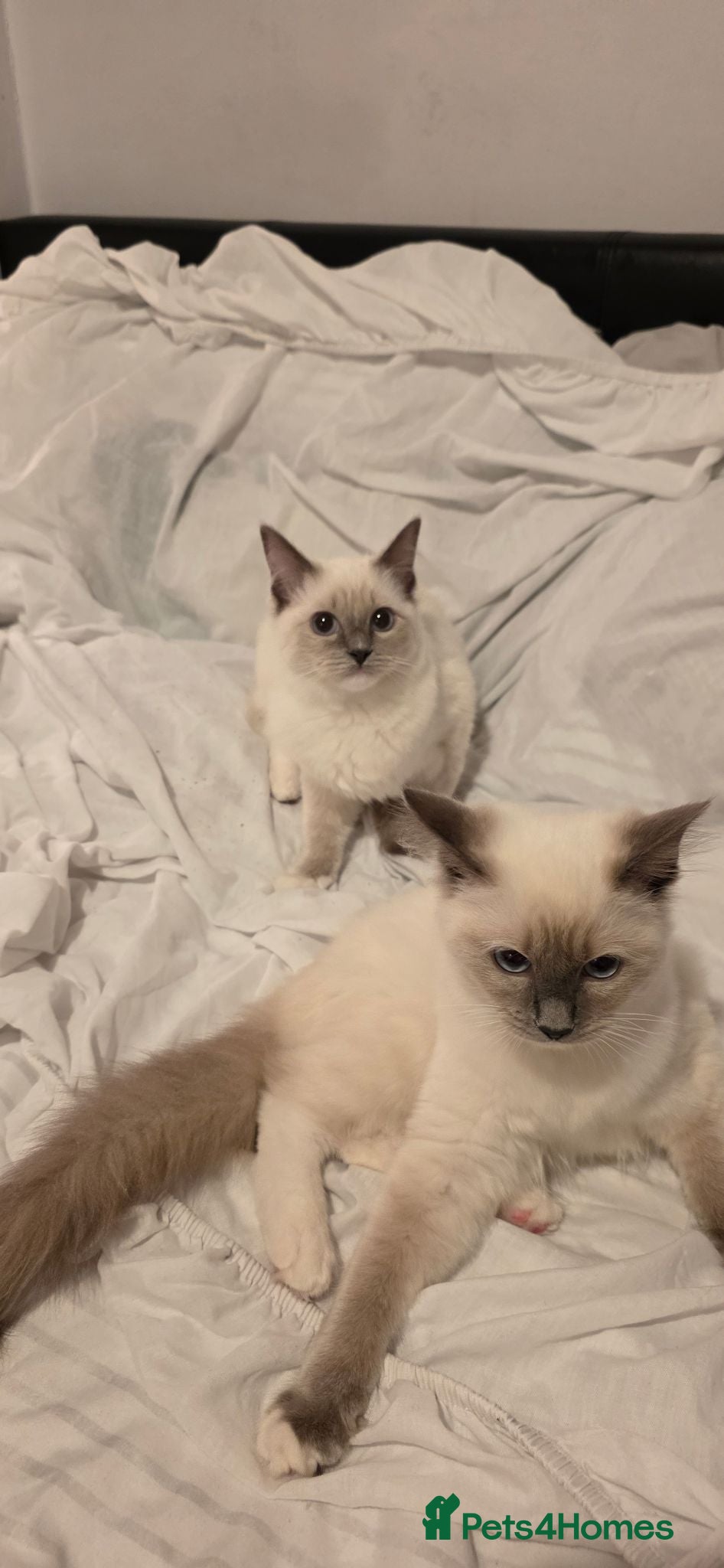 Ragdoll cats 4month old Ragdoll Kittens Two BOYS & TWO GIRLS - Advert 2