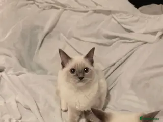 Ragdoll cats Pedigree Beautiful Ragdoll Kittens 2 BOYS 2 GIRLS - Advert 1