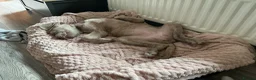 Neapolitan Mastiff dogs for sale: Female Neapolitan Mastiff (6 months old)  - Advert 6