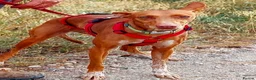 Ibizan Hound dogs for adoption: Cati a lovely calm girl who loves other dogs  in Alfreton - Advert 5