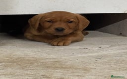 Labrador Retriever dogs for sale: KC reg health tested lab pups  - Image 2