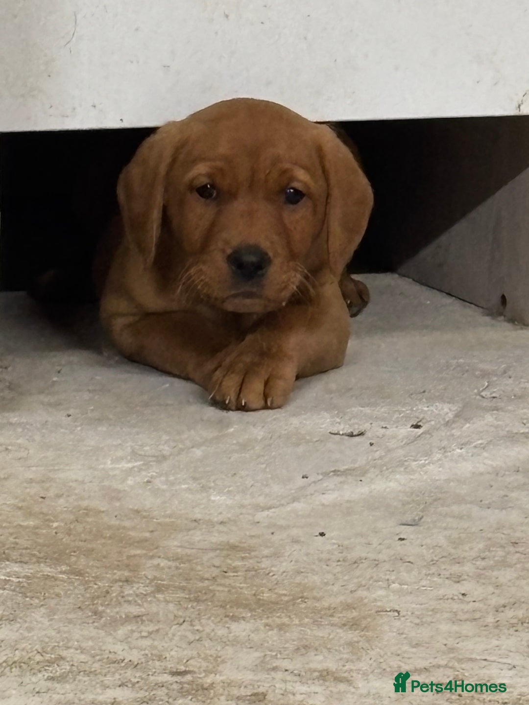 Labrador Retriever dogs for sale: KC reg health tested lab pups  - Image 2