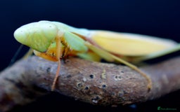 Praying Mantis invertebrates for sale: Various Praying Mantis available. - Image 4