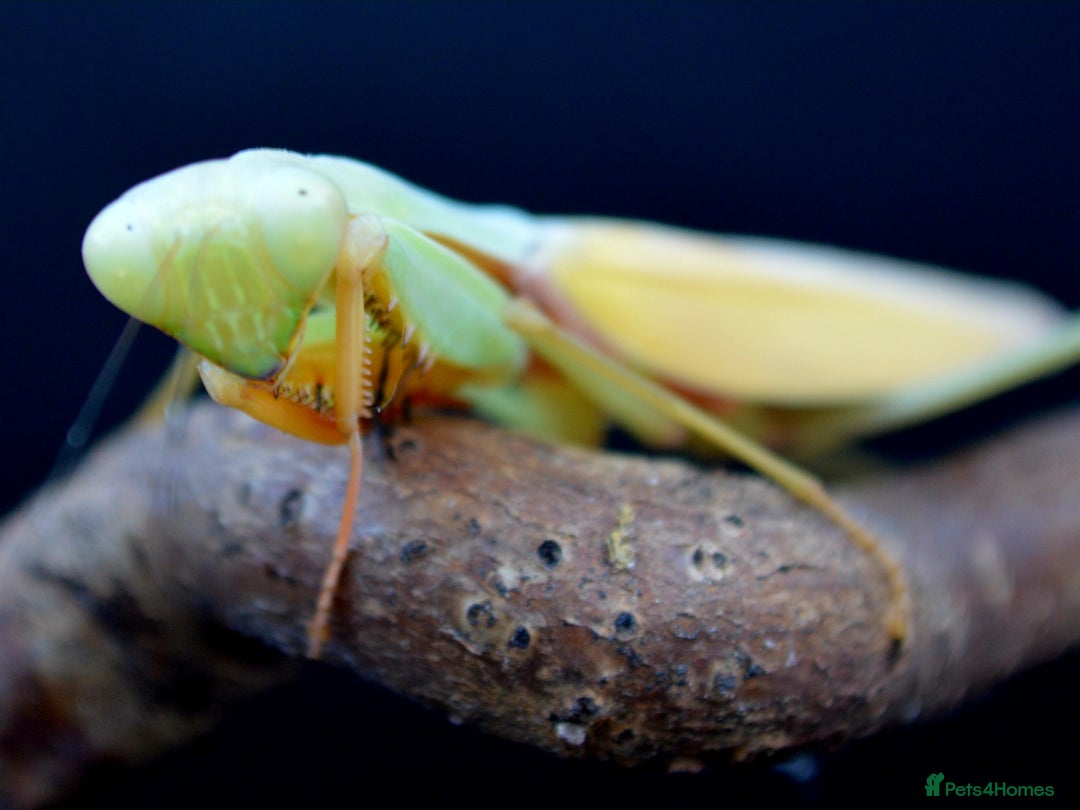 Praying Mantis invertebrates for sale: Various Praying Mantis available. - Image 4