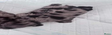 Cockapoo 1