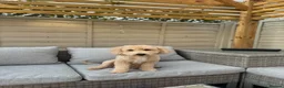 Poochon dogs for sale: DNA health tested Poochon Puppies 🐶  - Advert 7