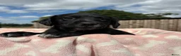 Springador dogs for sale: Beautiful springador puppies  - Advert 3