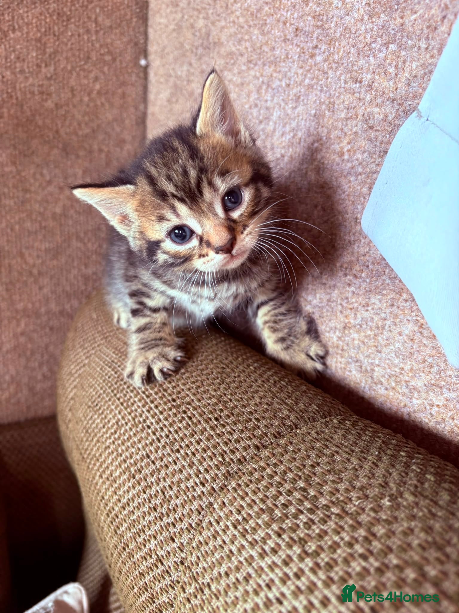 Mixed Breed cats for sale: Beautiful kittens in Dewsbury - Advert 1
