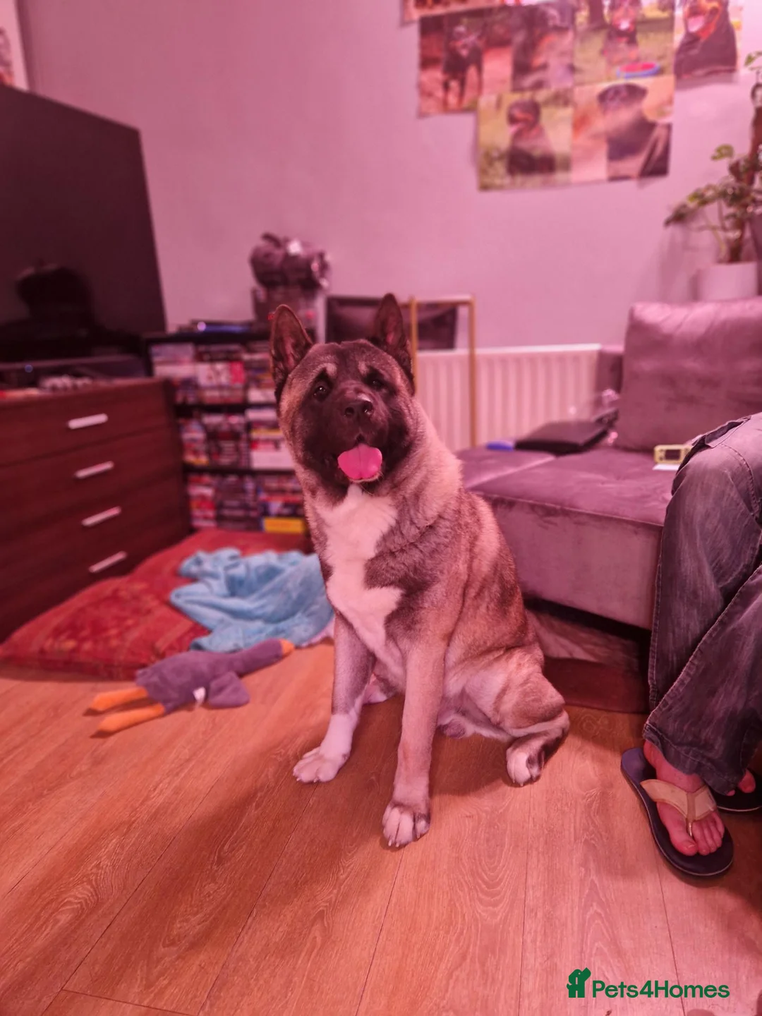 Akita dogs for sale: American akita - Advert 6