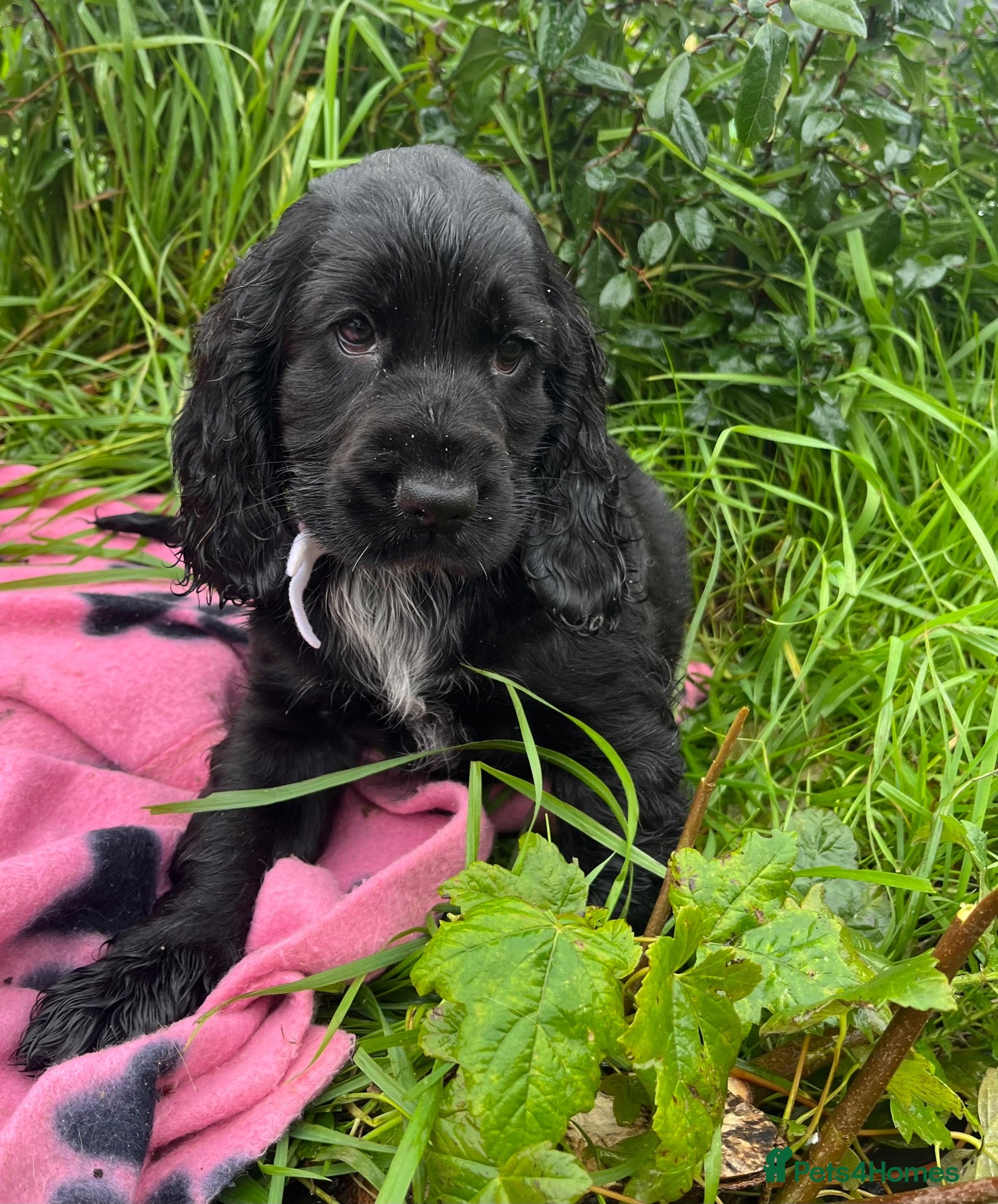 Cocker Spaniel dogs Stunning show type cocker spaniel puppies  - Advert 2