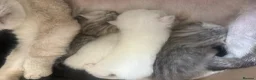 Mixed Breed cats for sale: Persian x bsh kittens  - Advert 7