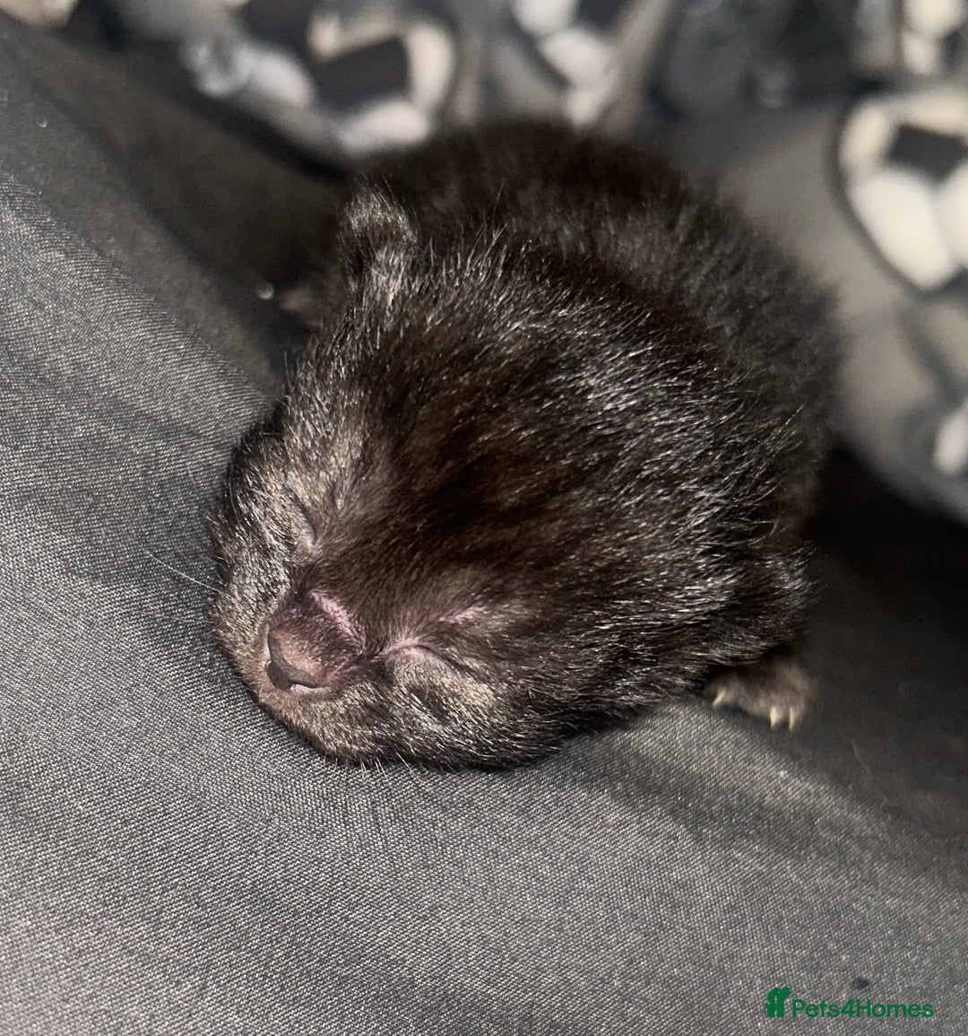 British Shorthair cats for sale: Beautiful kittens  - Image 4