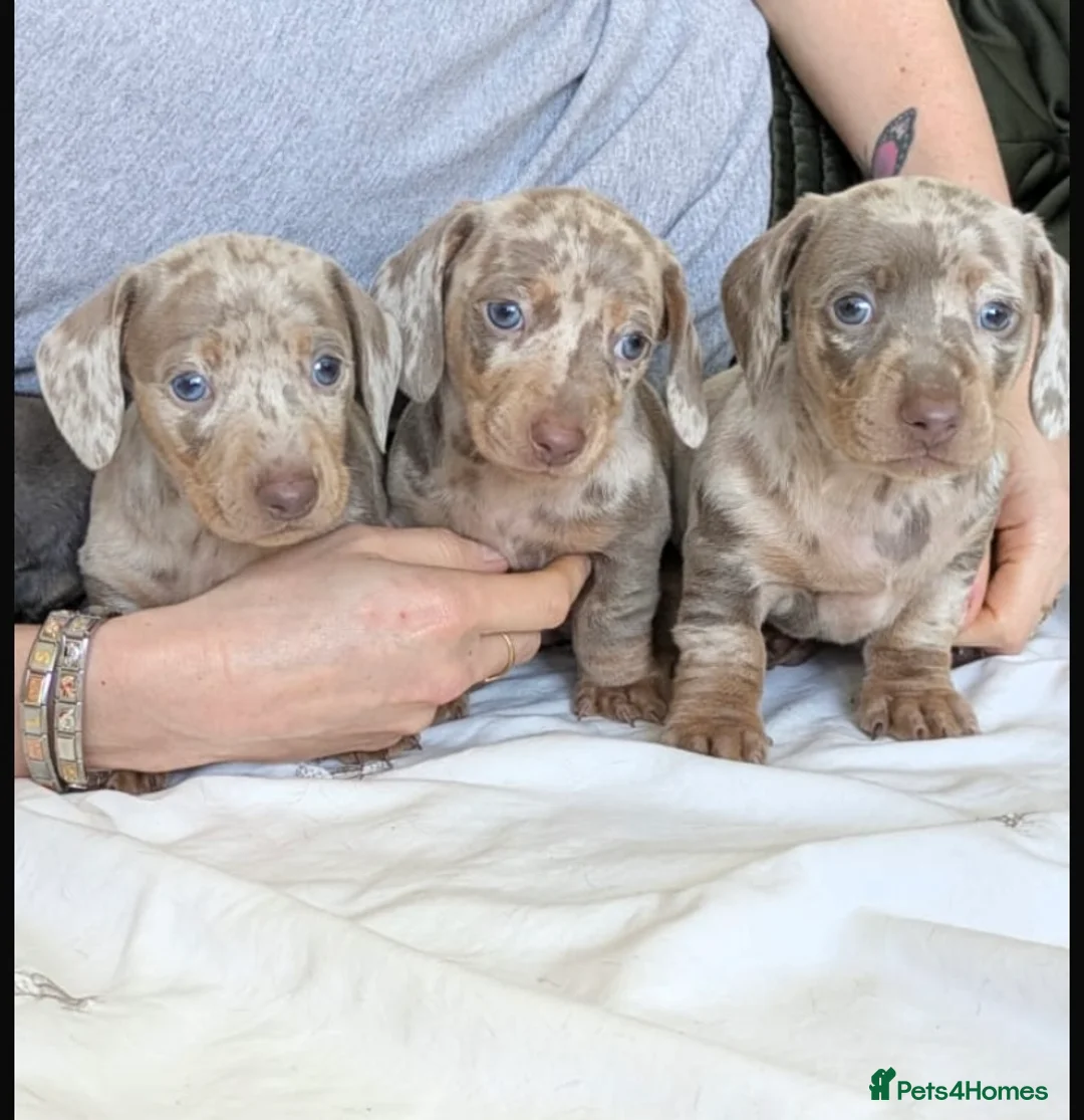 Dachshund dogs for stud: Miniature dachshund for stud  in Newport - Advert 7