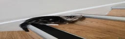 Mixed Breed cats for sale: Adorable Kittens Looking for Loving Homes baby cat in London - Advert 6