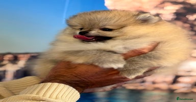Pomeranian dogs - Advert 1