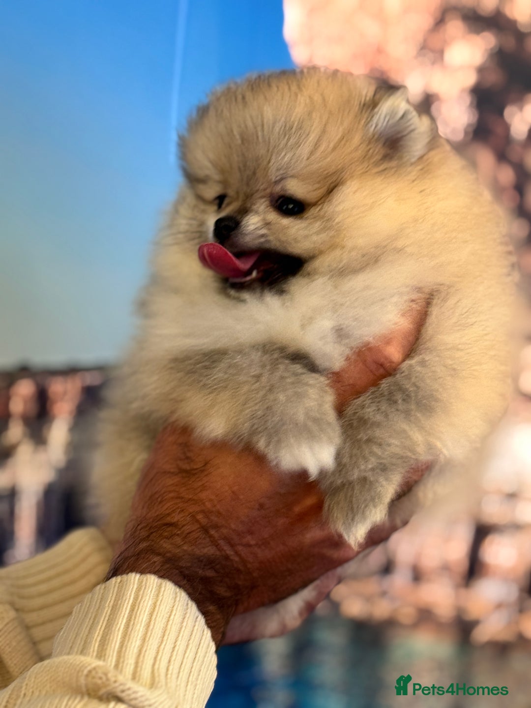 Pomeranian dogs for sale: Adorable Purebred Pomeranian Puppies – Male - Image 7