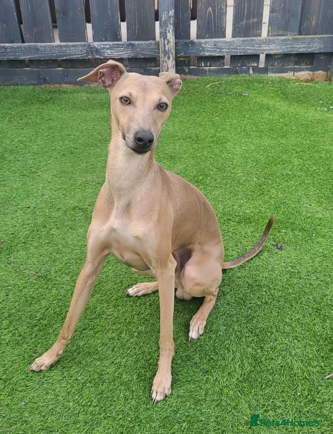 Italian Greyhound dogs for stud: Italian greyhound for stud  - Advert 1