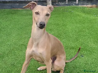 Italian Greyhound dogs Italian greyhound for stud - Advert 1