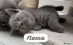 British Shorthair cats for sale: Beautiful Blue British shorthair kittens for sale - Image 6