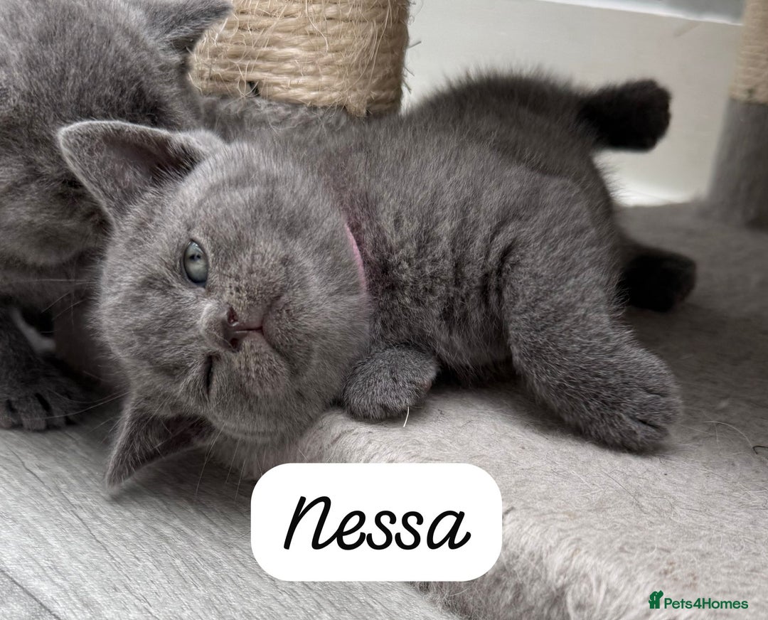 British Shorthair cats for sale: Beautiful Blue British shorthair kittens for sale - Image 6