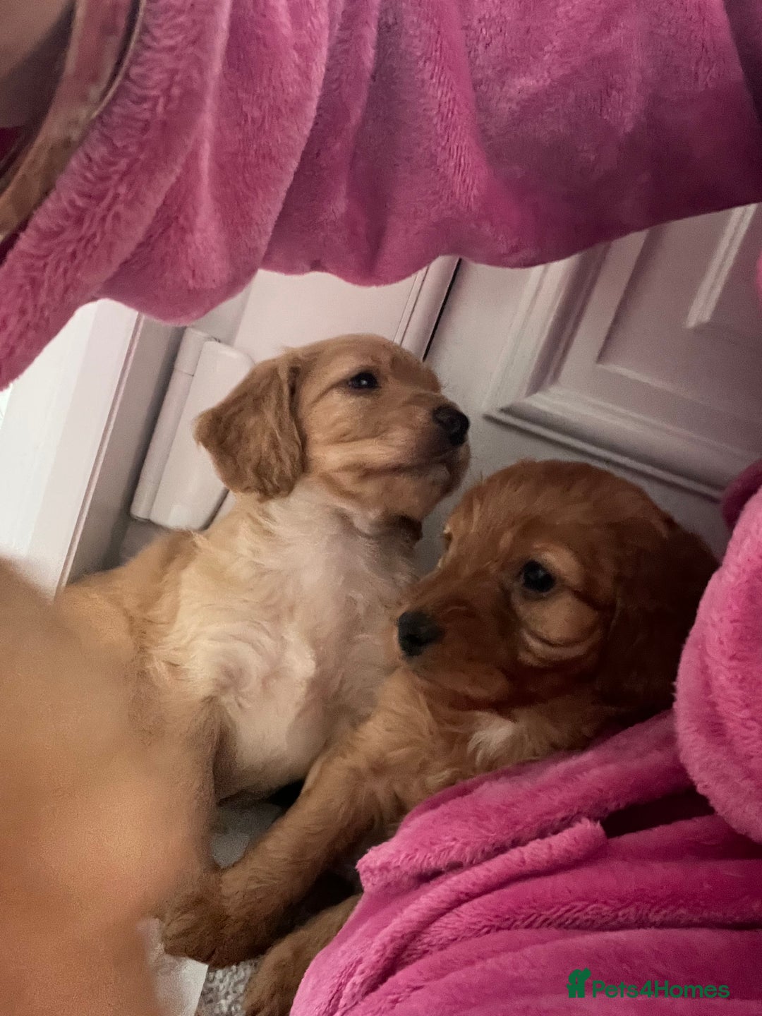 Cockapoo dogs for sale: Adorable beautiful f1 cockerpoo pups - Advert 7
