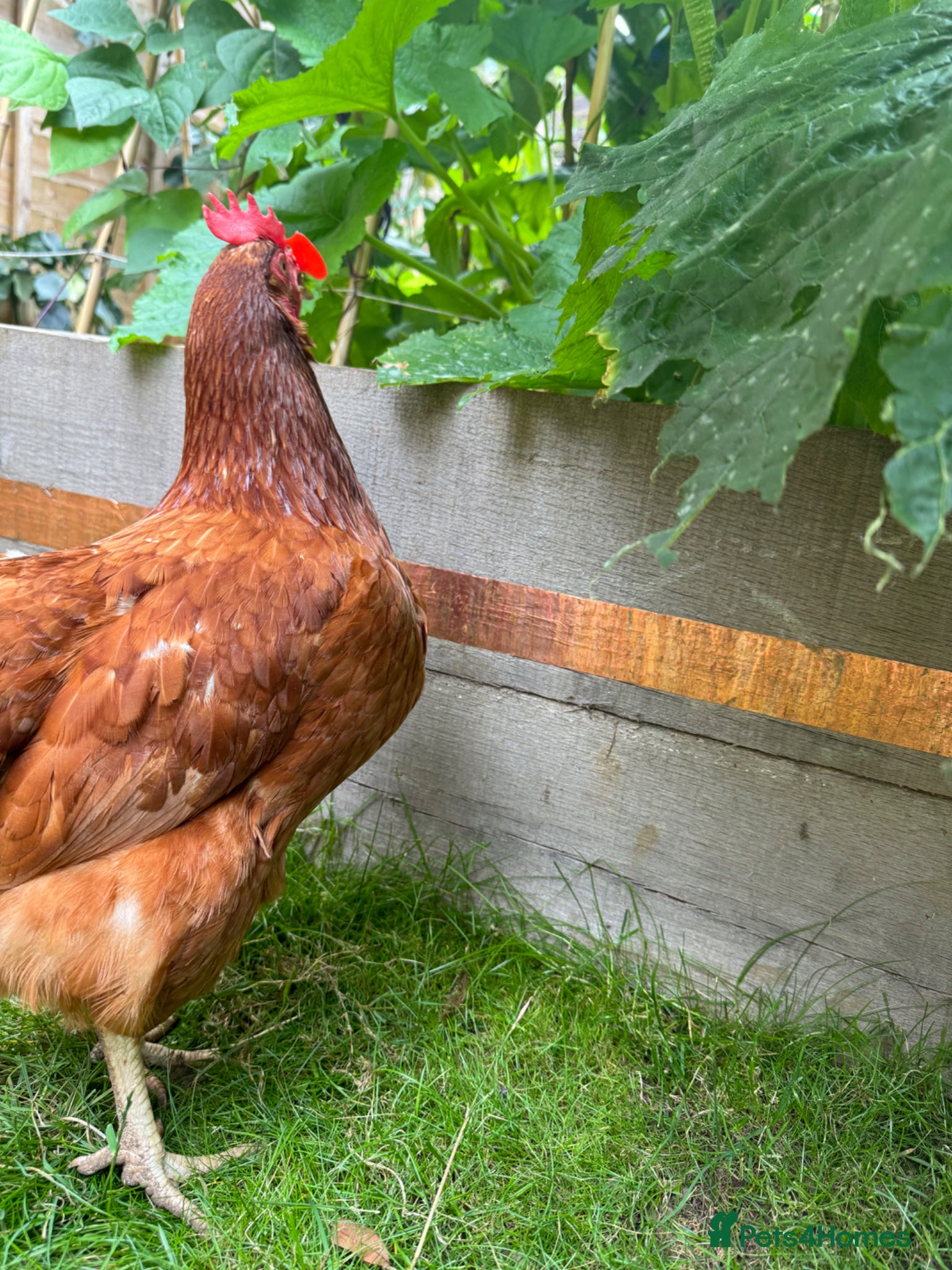 Chickens poultry Ex-battery hens and accessories for sale/adoption - Advert 1