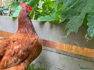 Chickens poultry Ex-battery hens and accessories for sale/adoption - Advert 2