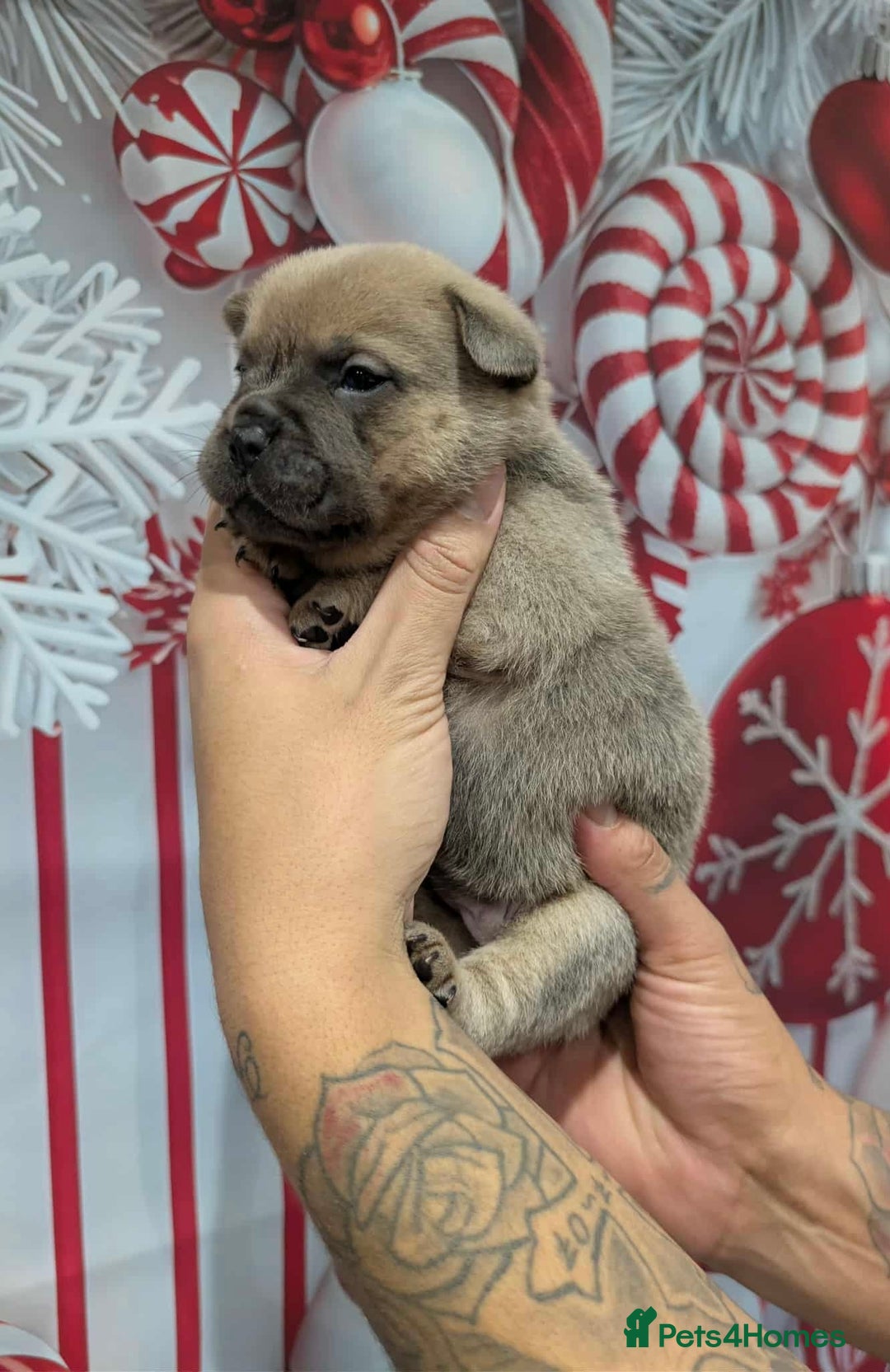 Chow Chow dogs for sale: French chows  - Advert 27