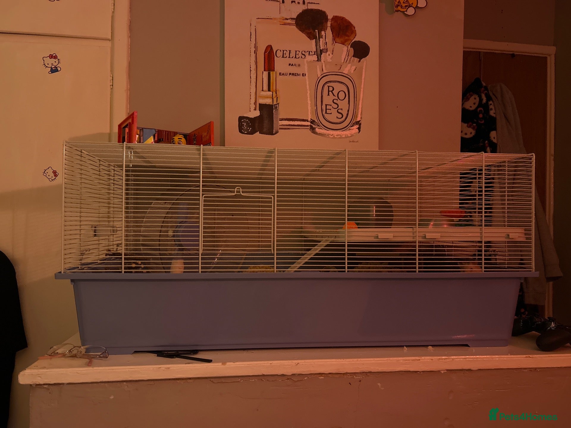 Hamster rodents Syrian hamster with cage - Alfredo - Advert 1