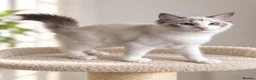 Ragdoll cats for sale: 🐾 Beautiful Ragdoll Kittens for Sale 🐾 - Advert 9