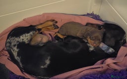 Miniature Dachshund dogs for sale: Galaxy Chocolate: Your Sweetest Adventure Awaits! - Image 23