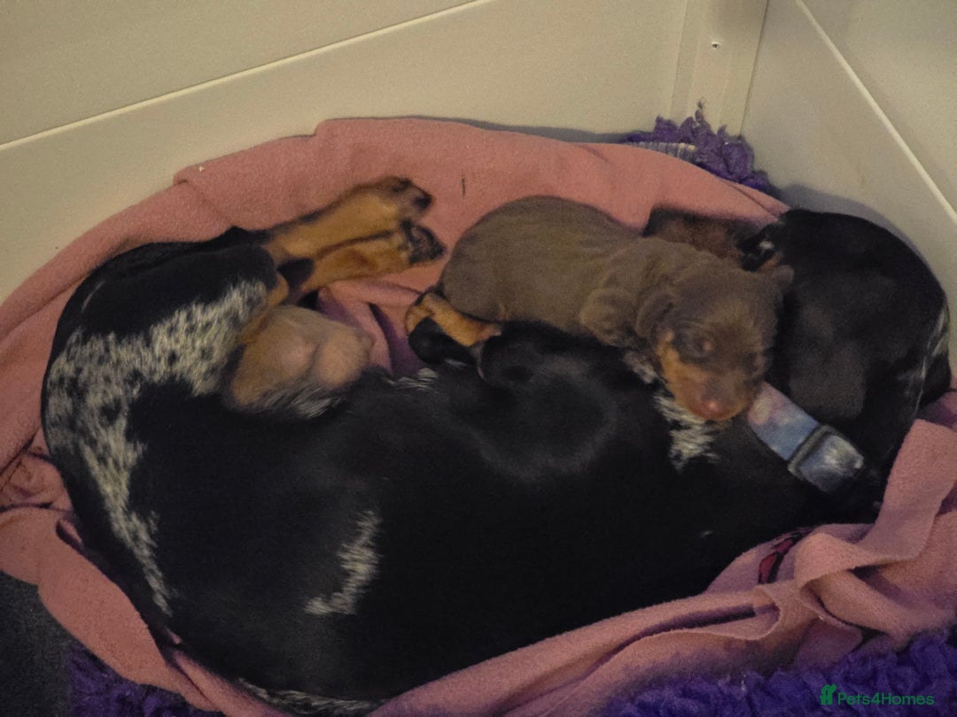 Miniature Dachshund dogs for sale: Galaxy Chocolate: Your Sweetest Adventure Awaits! - Image 23