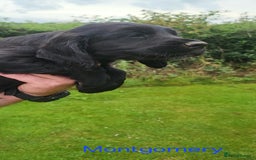 Cocker Spaniel dogs for sale: Beautiful Working Cocker Puppies - Image 22