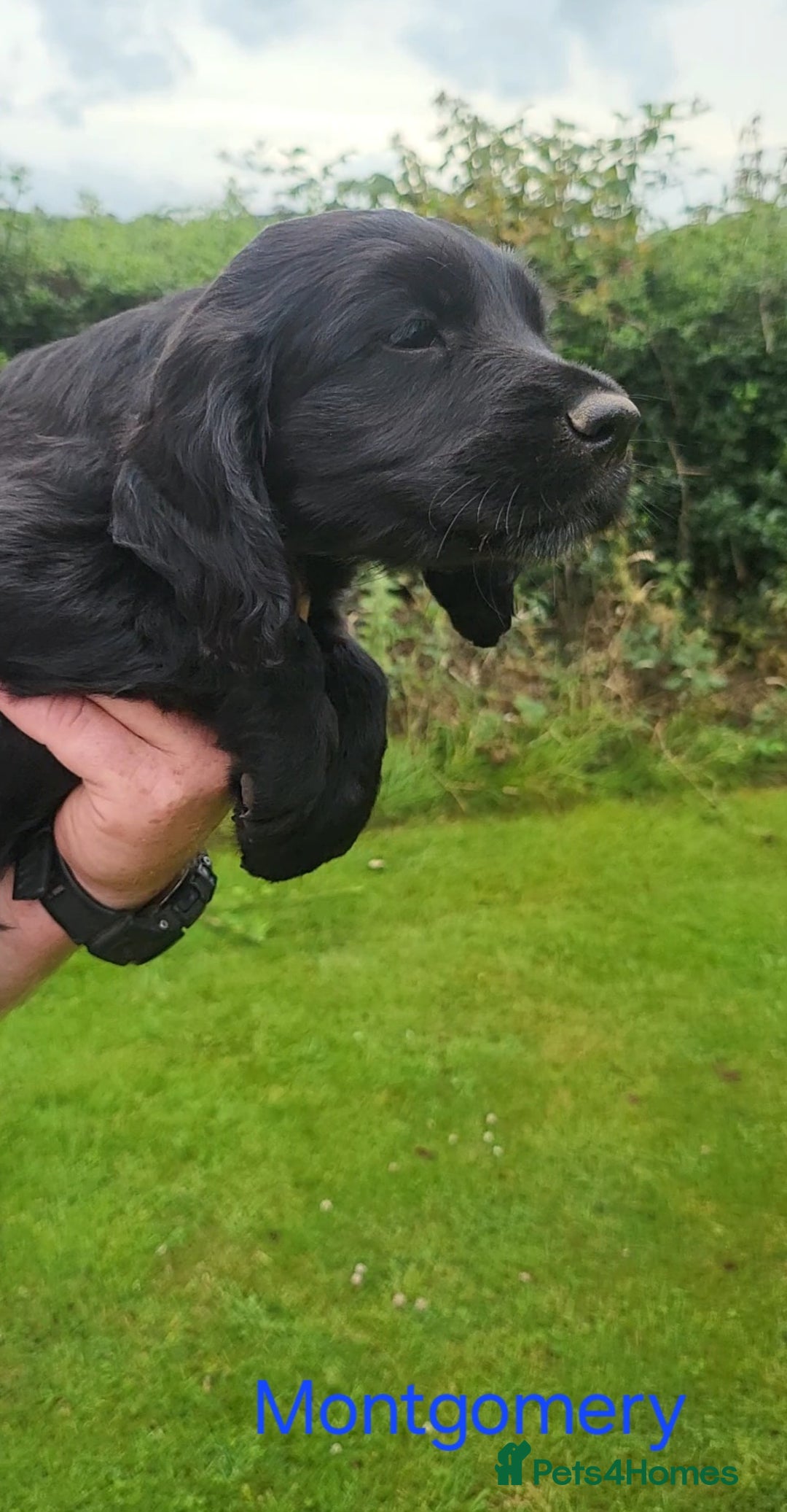 Cocker Spaniel dogs for sale: Beautiful Working Cocker Puppies - Image 22